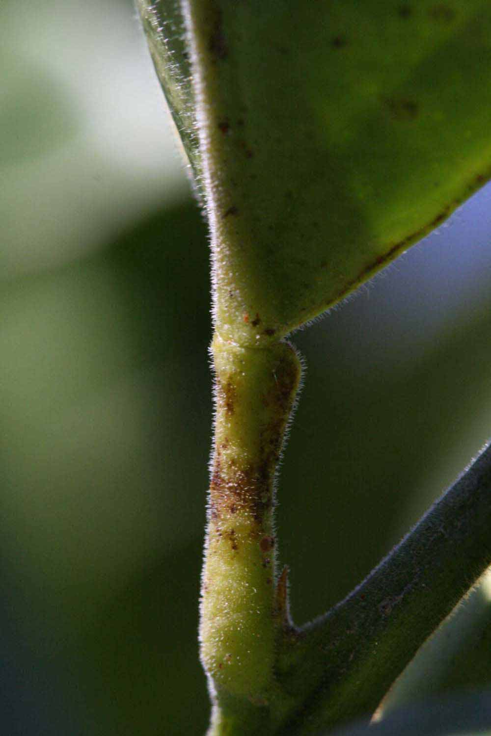              Petiole (Riverside, CA)       